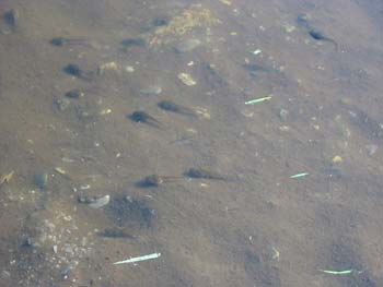 spermafish
