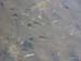 spermafish
